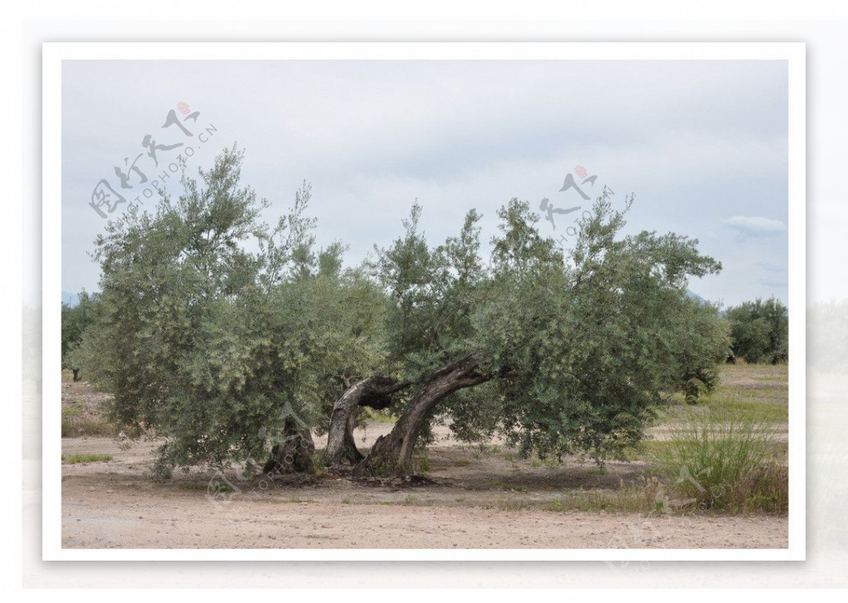 贝蒂斯橄榄树图片