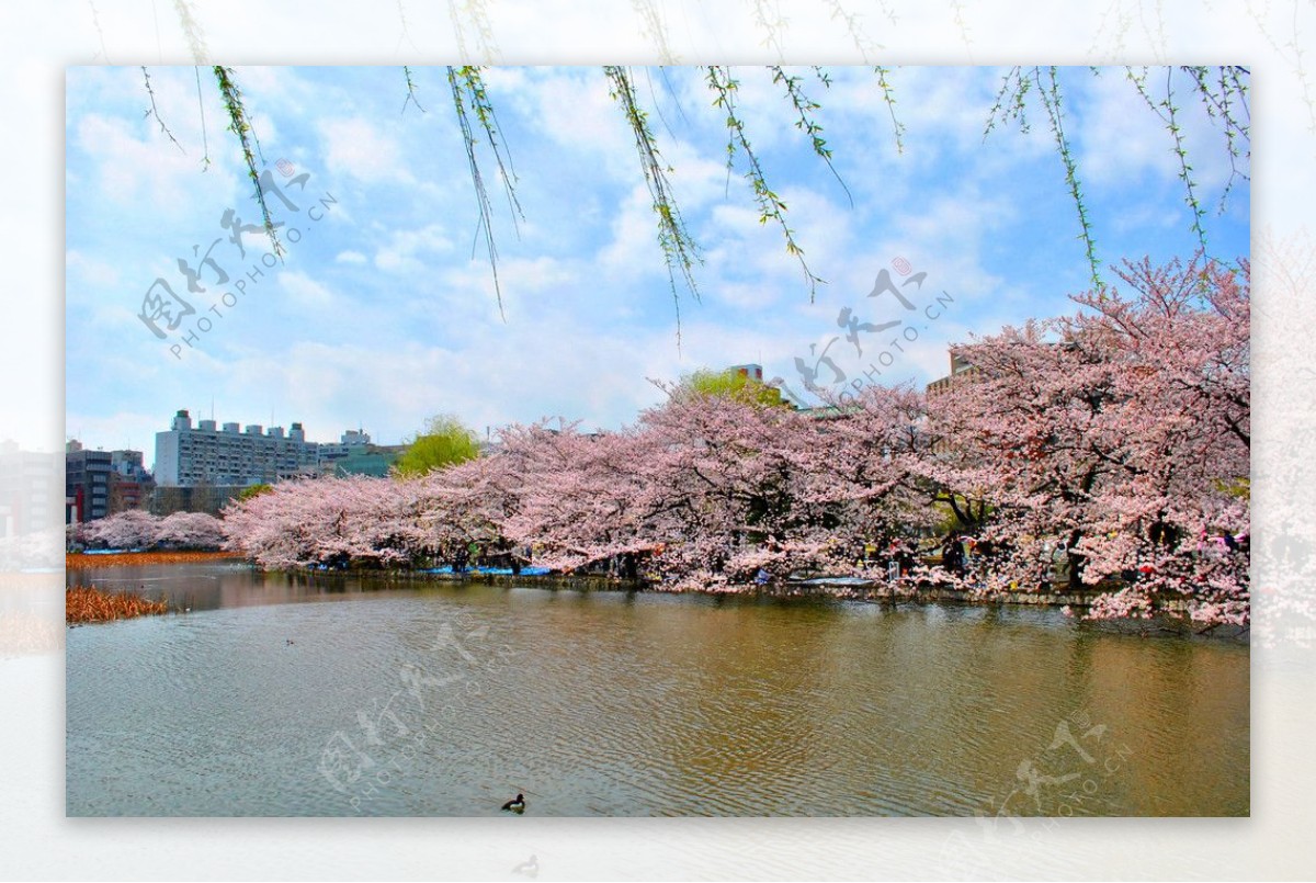 河塘樱花图片