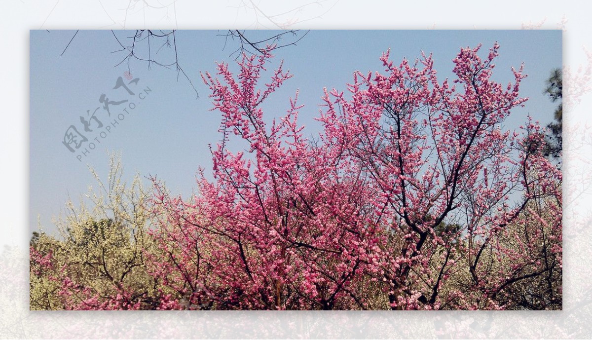 花海桃花图片