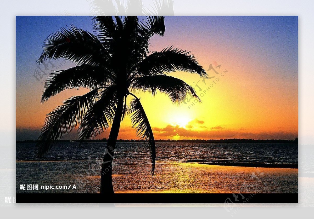 黄昏椰树图片