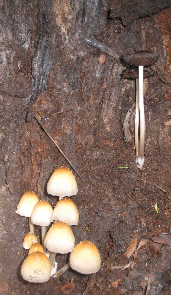 树洞里的蘑菇图片