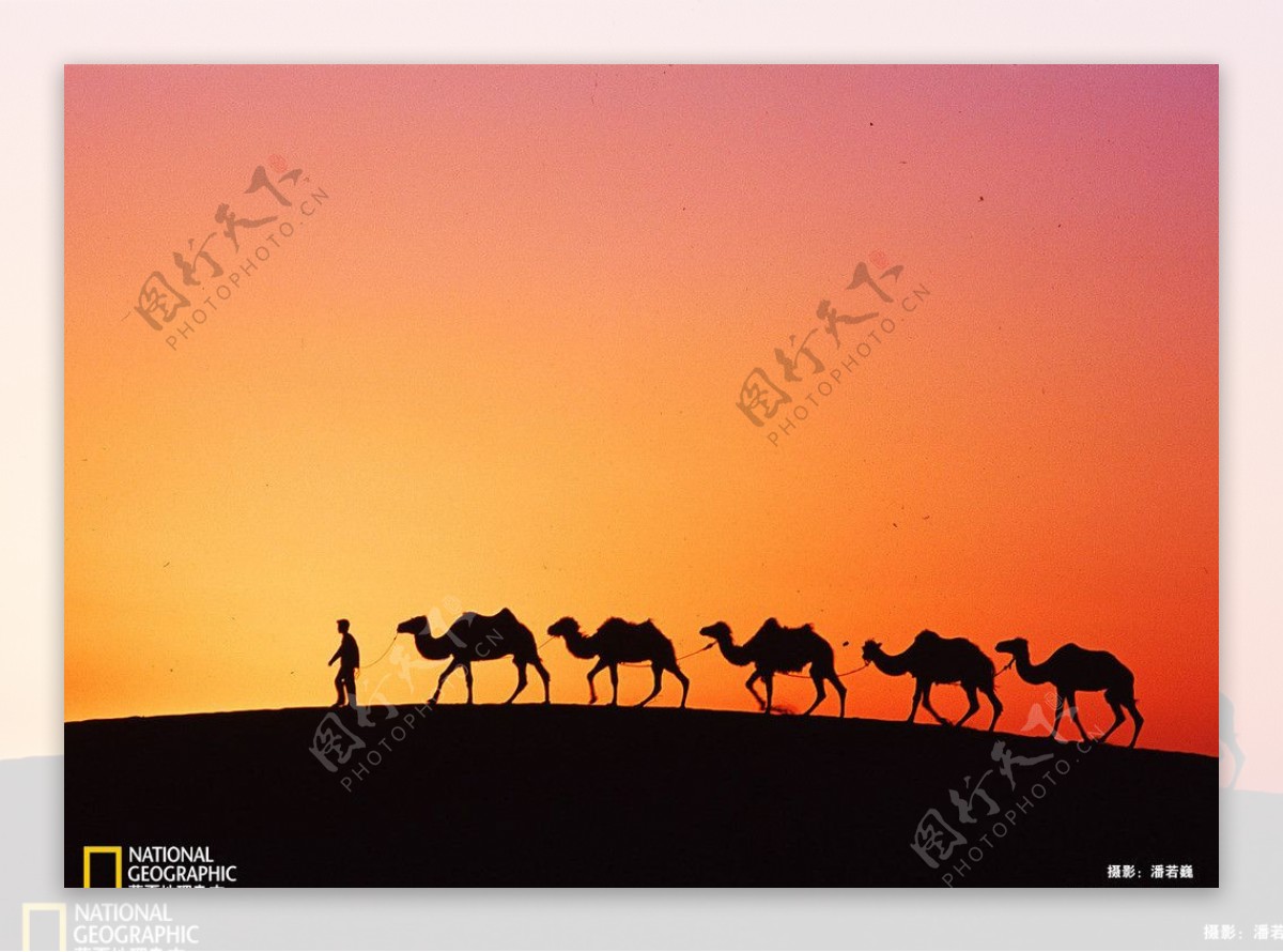 骆驼剪影图片