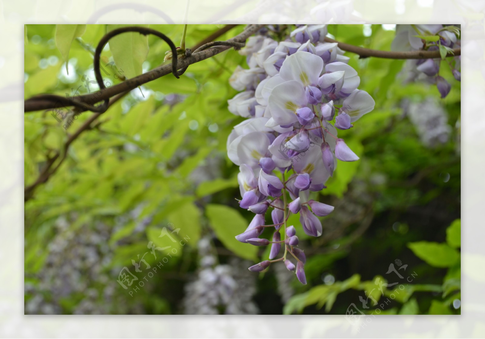 紫藤花开图片