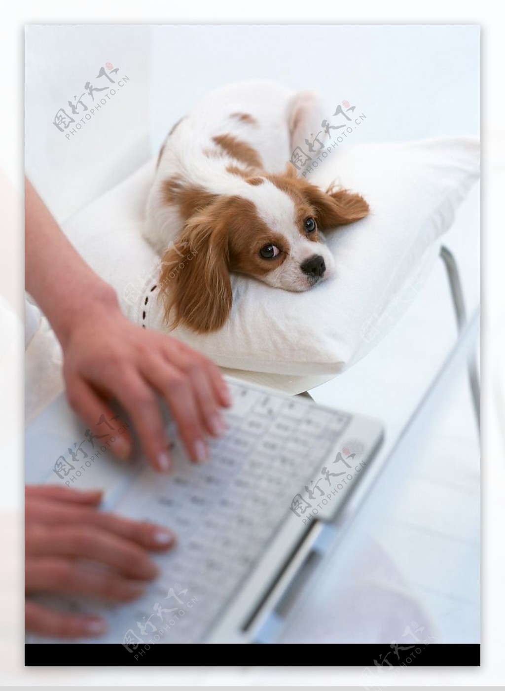 手笔记本电脑小狗图片
