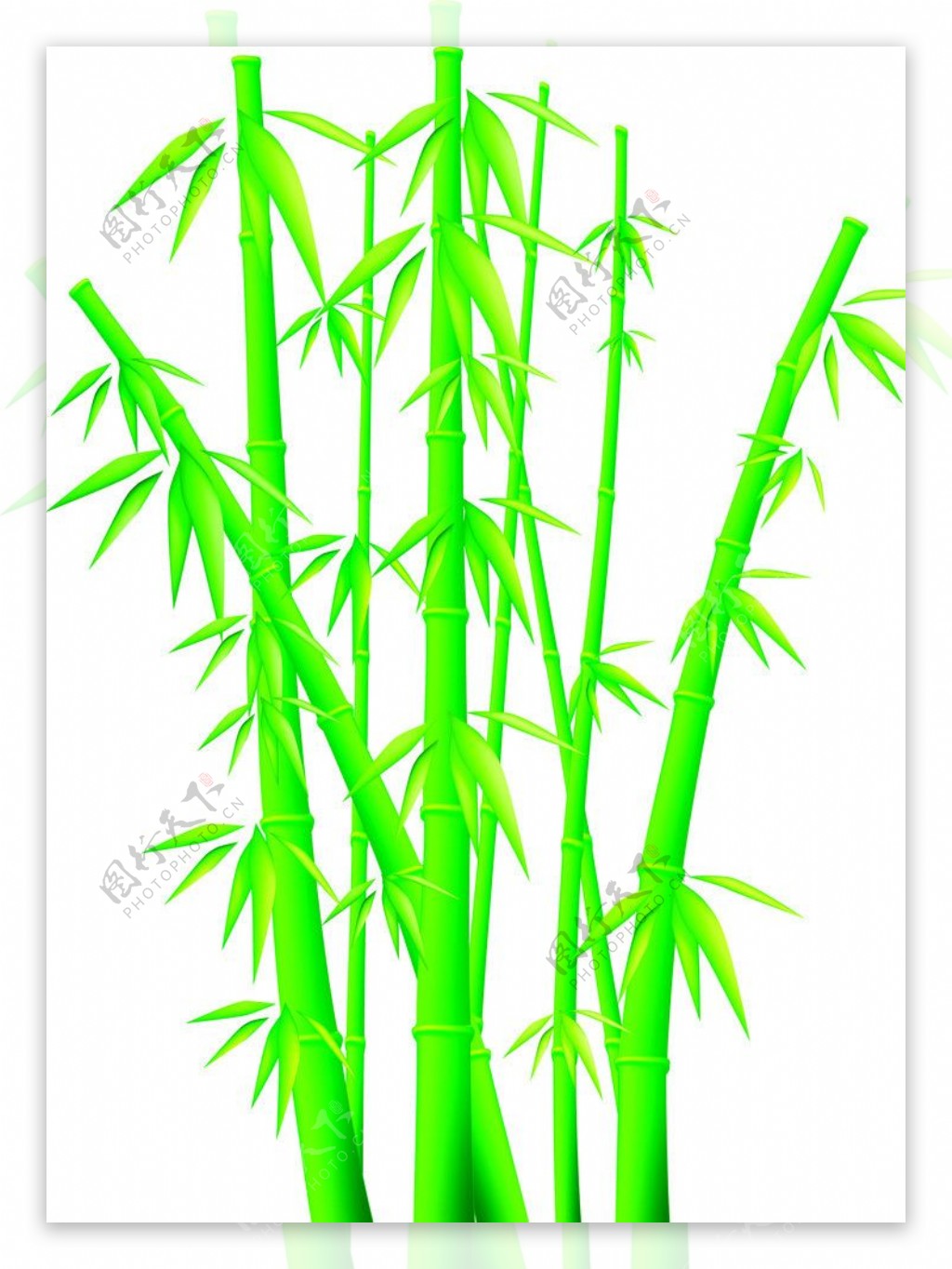 青绿竹子图片