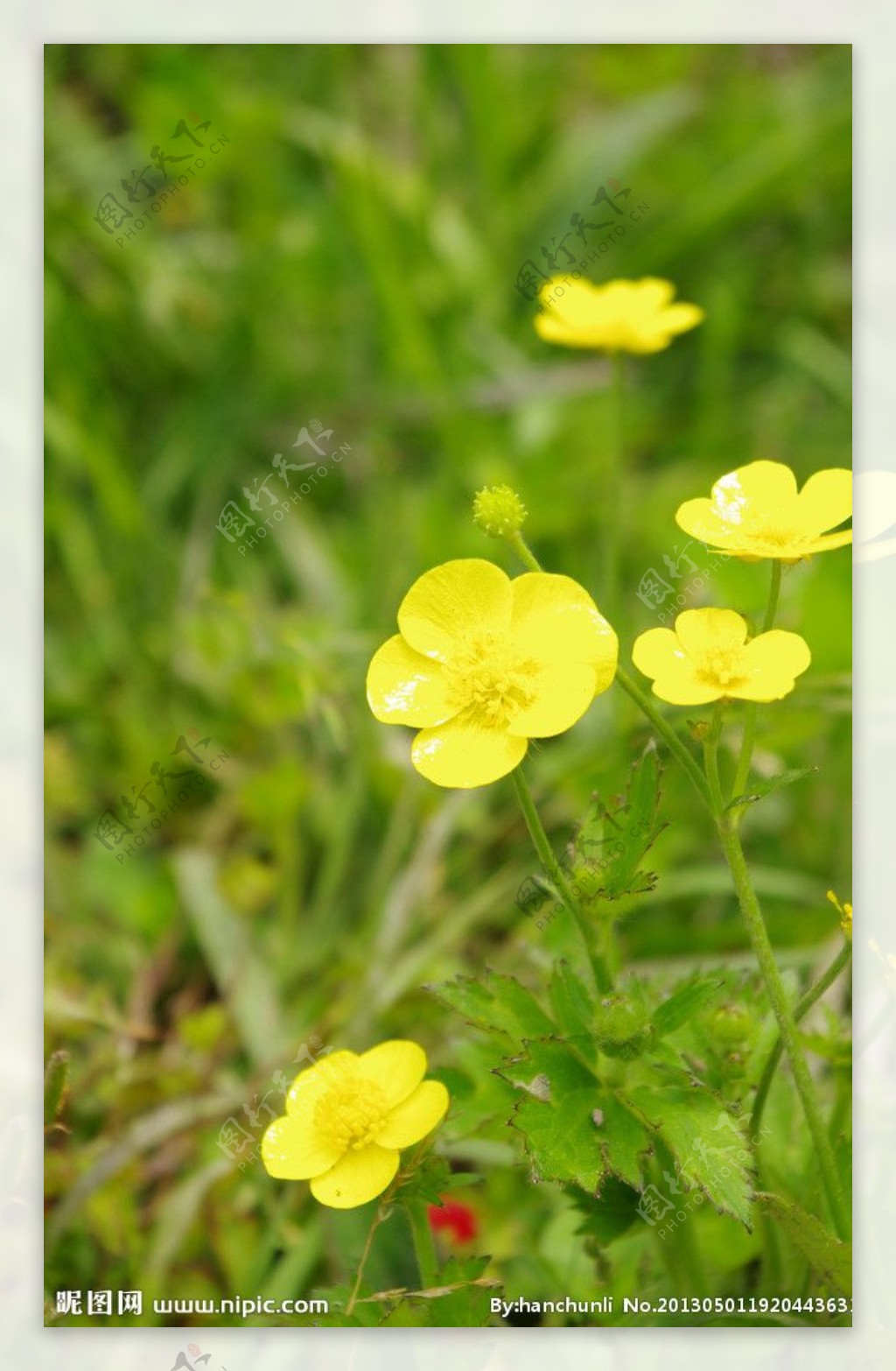 小黄花图片