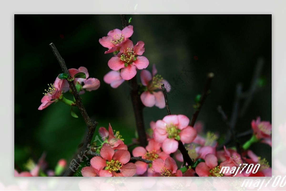 海棠花图片