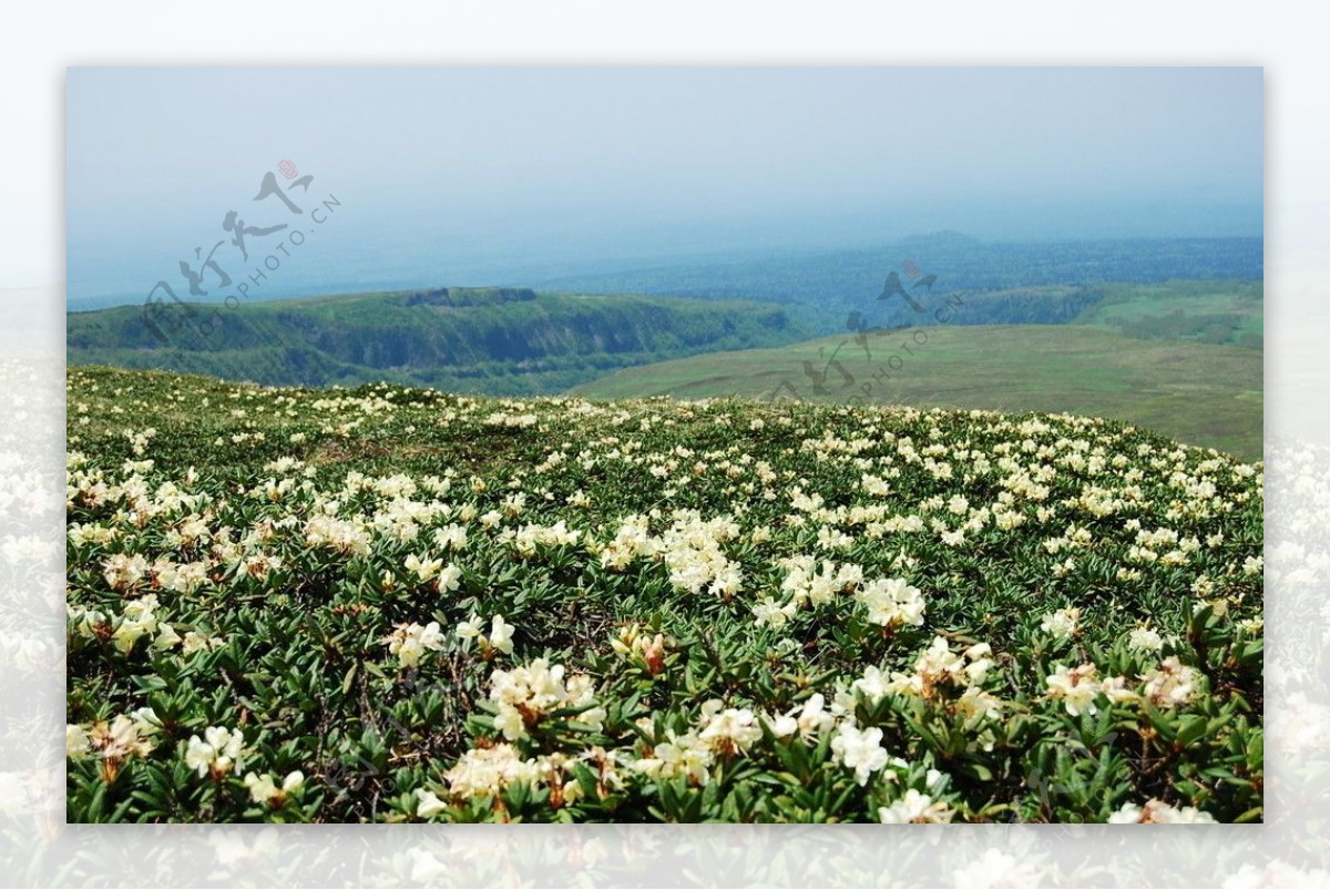 长白山高山杜鹃图片