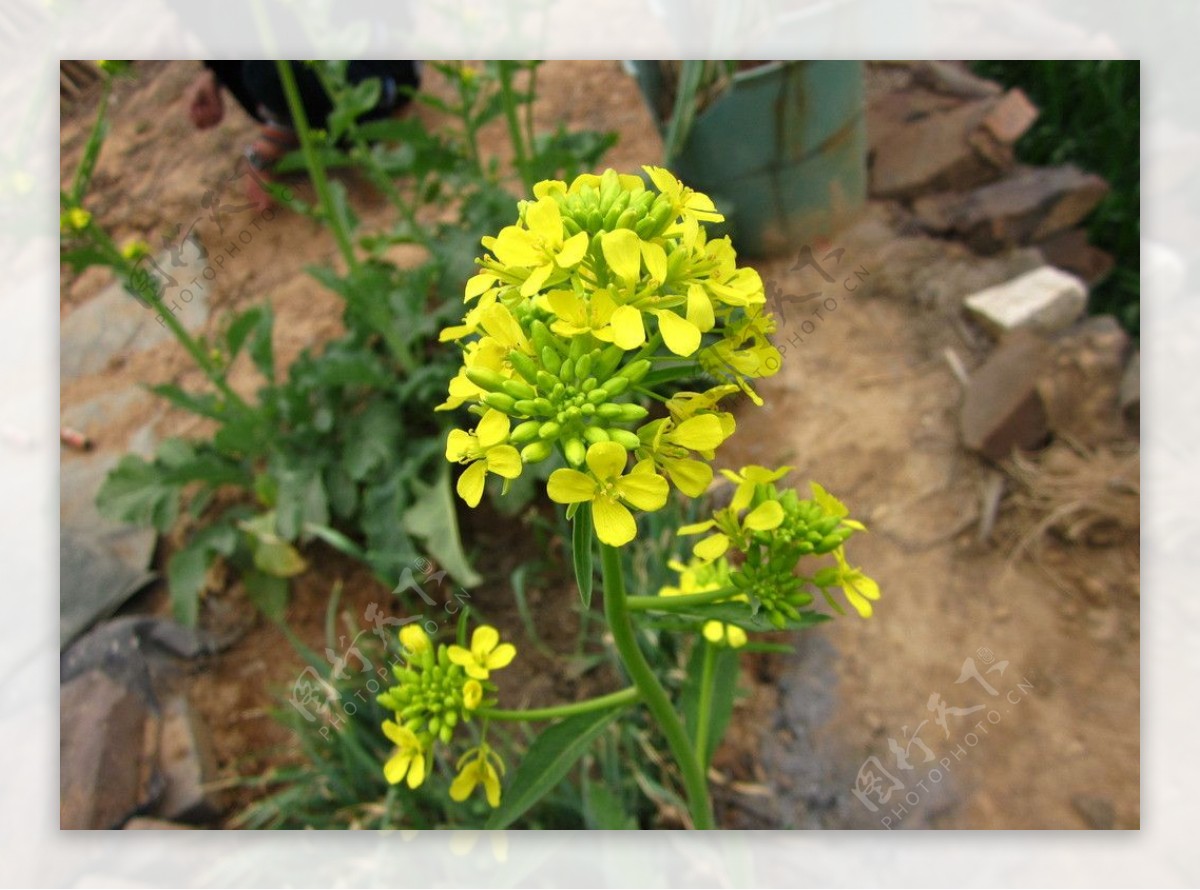 白菜花黄花图片