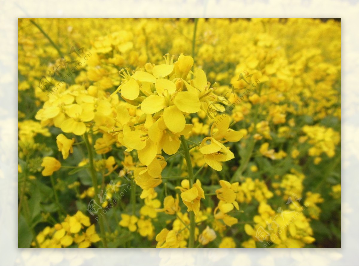 油菜花图片