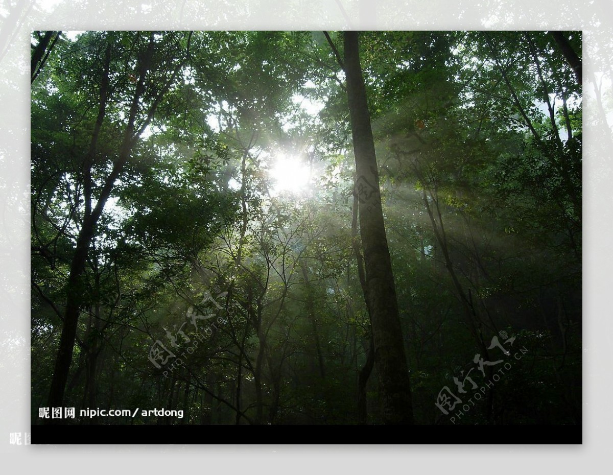森林的晨光图片