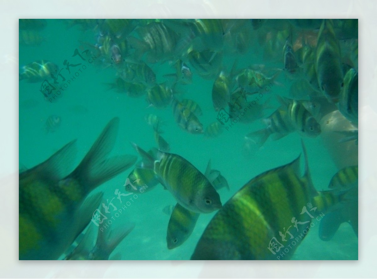 泰国风景鱼图片