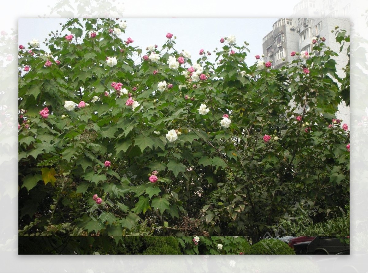 木芙蓉图片