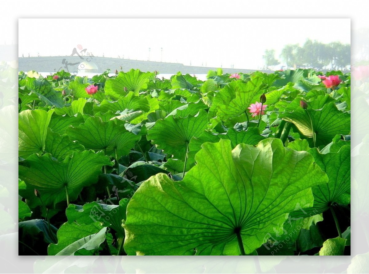 西湖荷花图片