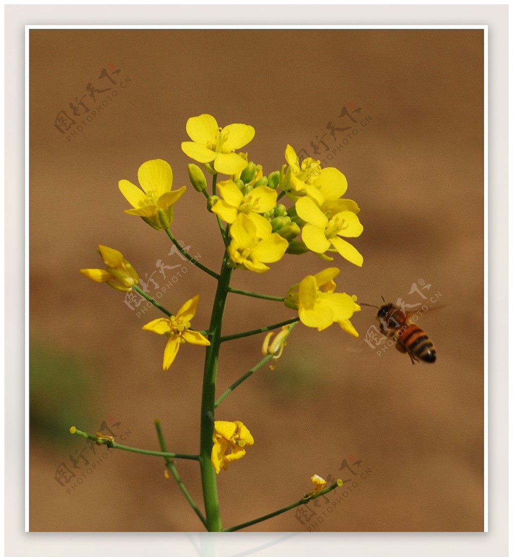 花儿与蜜蜂图片
