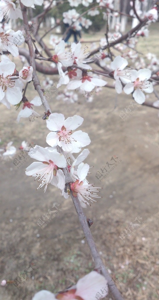 杏花梅花图片