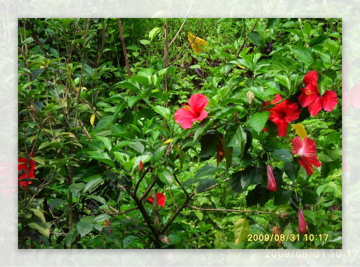 红花朵朵图片
