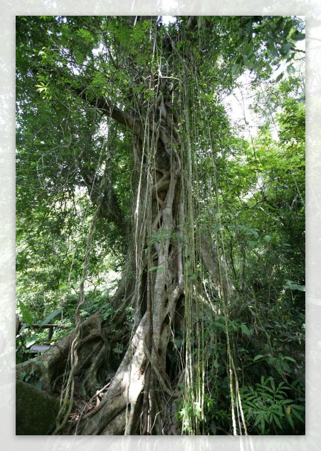 海南热带原始雨林树根图片