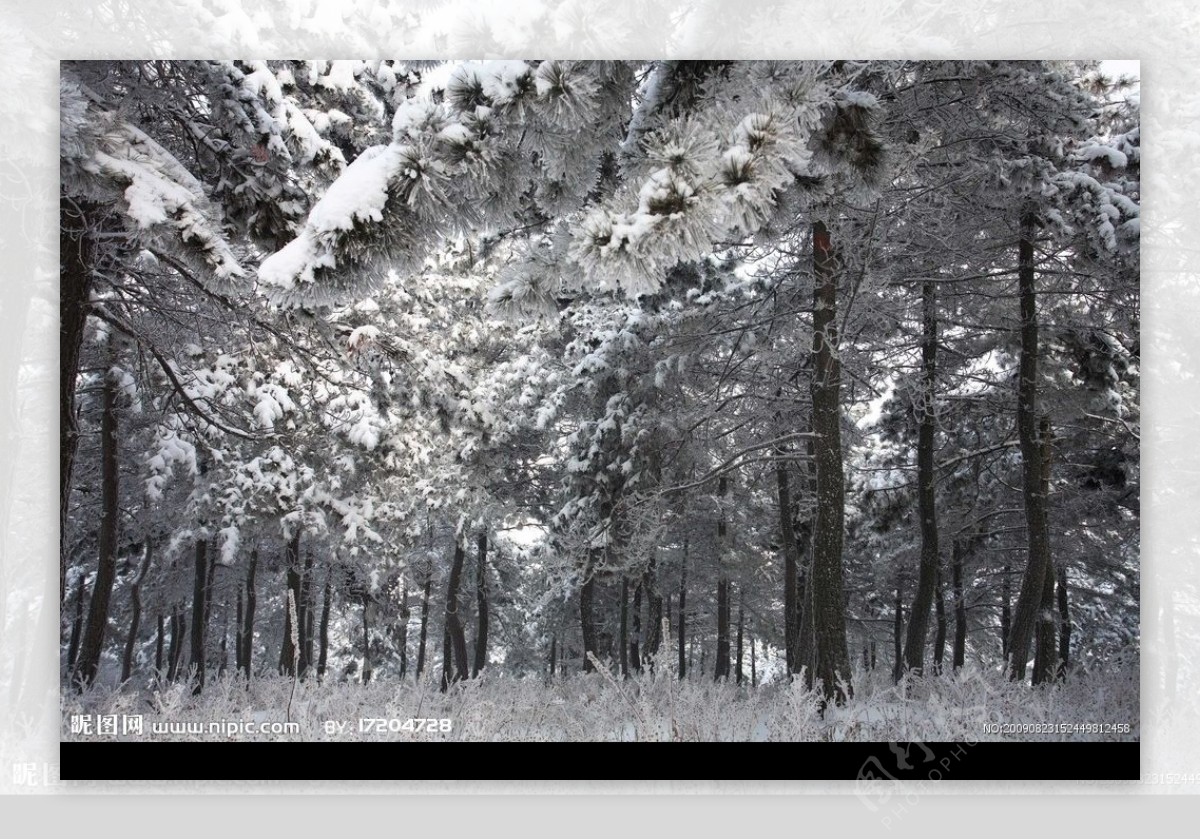冬日王莽林图片