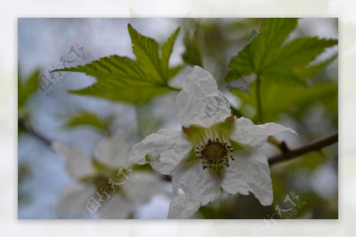 树莓花图片