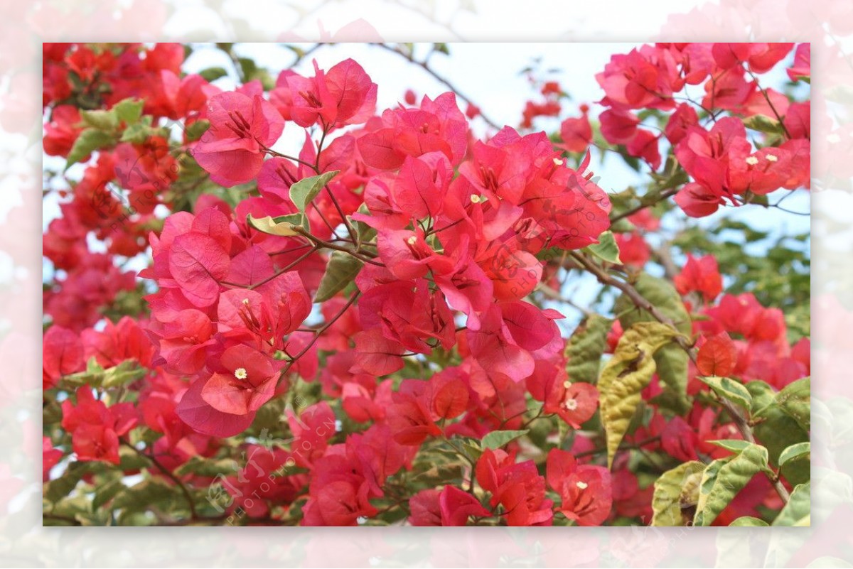 四叶红花图片