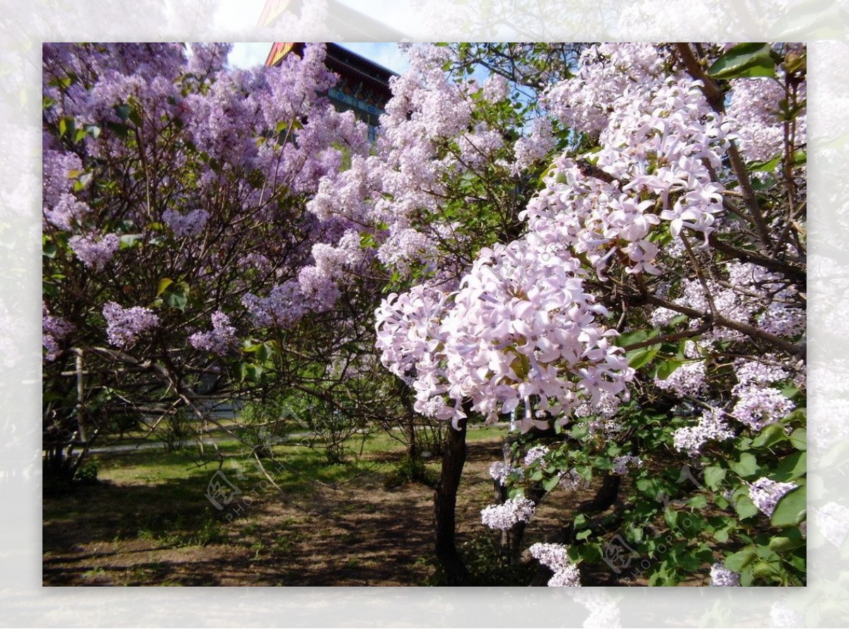 丁香花图片