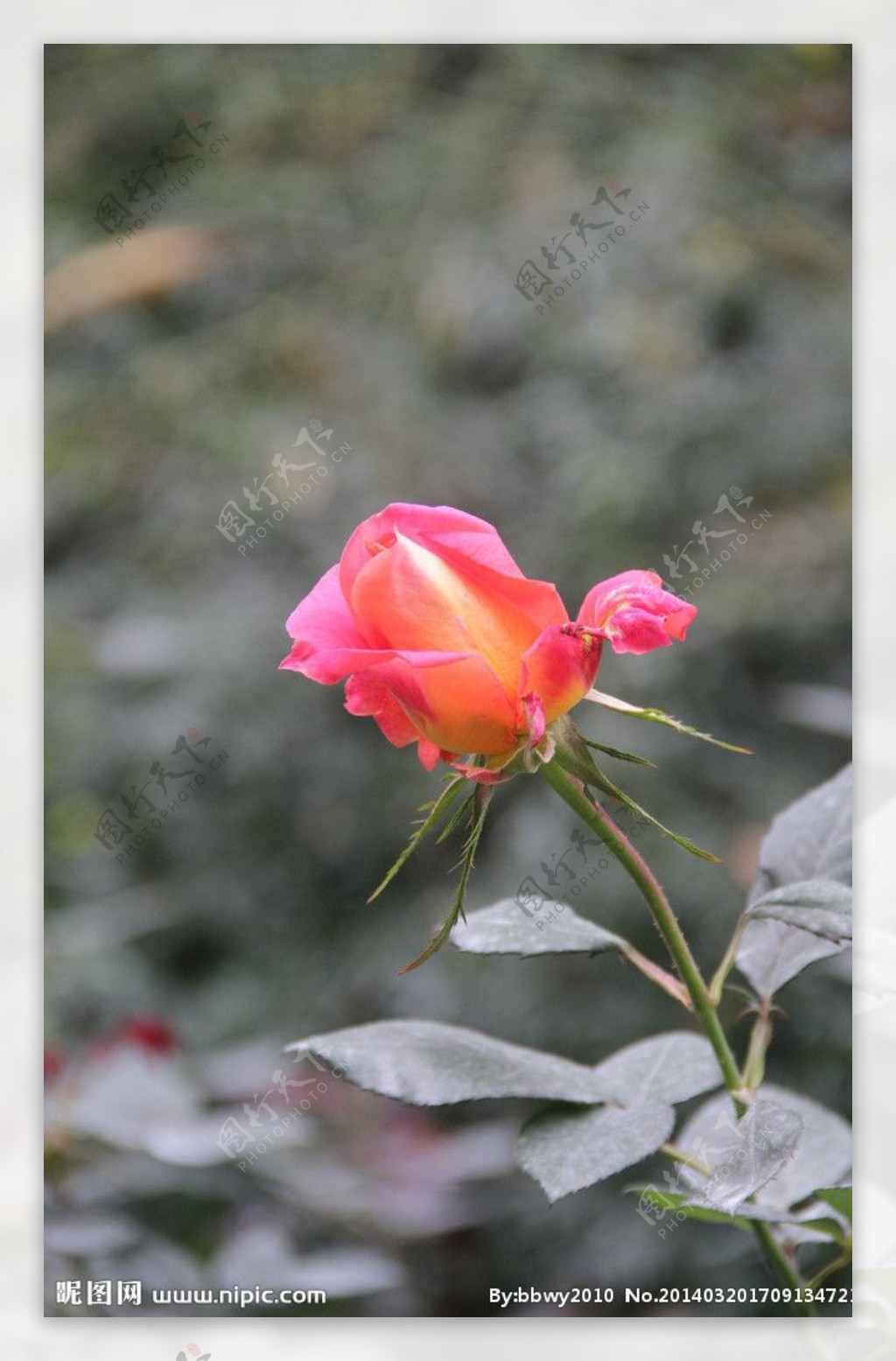 深圳人民公园玫瑰图片