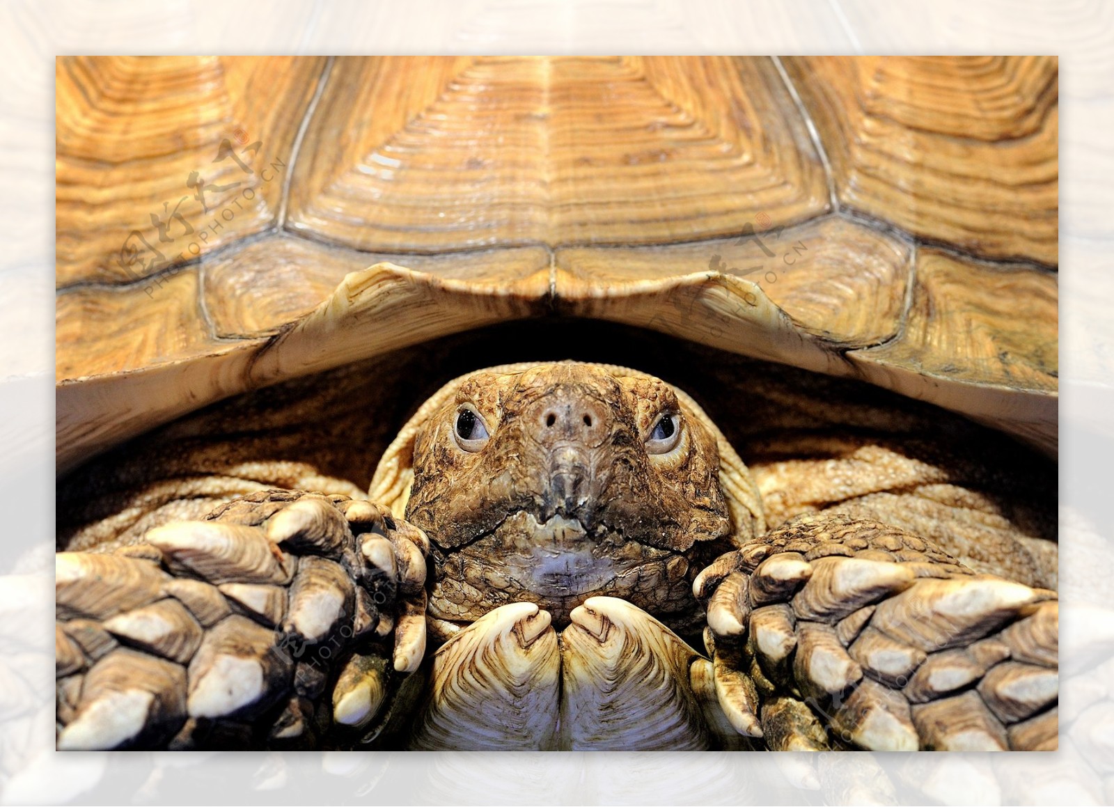 非洲苏卡达象龟图片