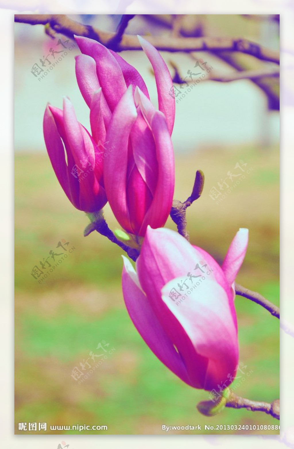 紫玉兰花苞图片