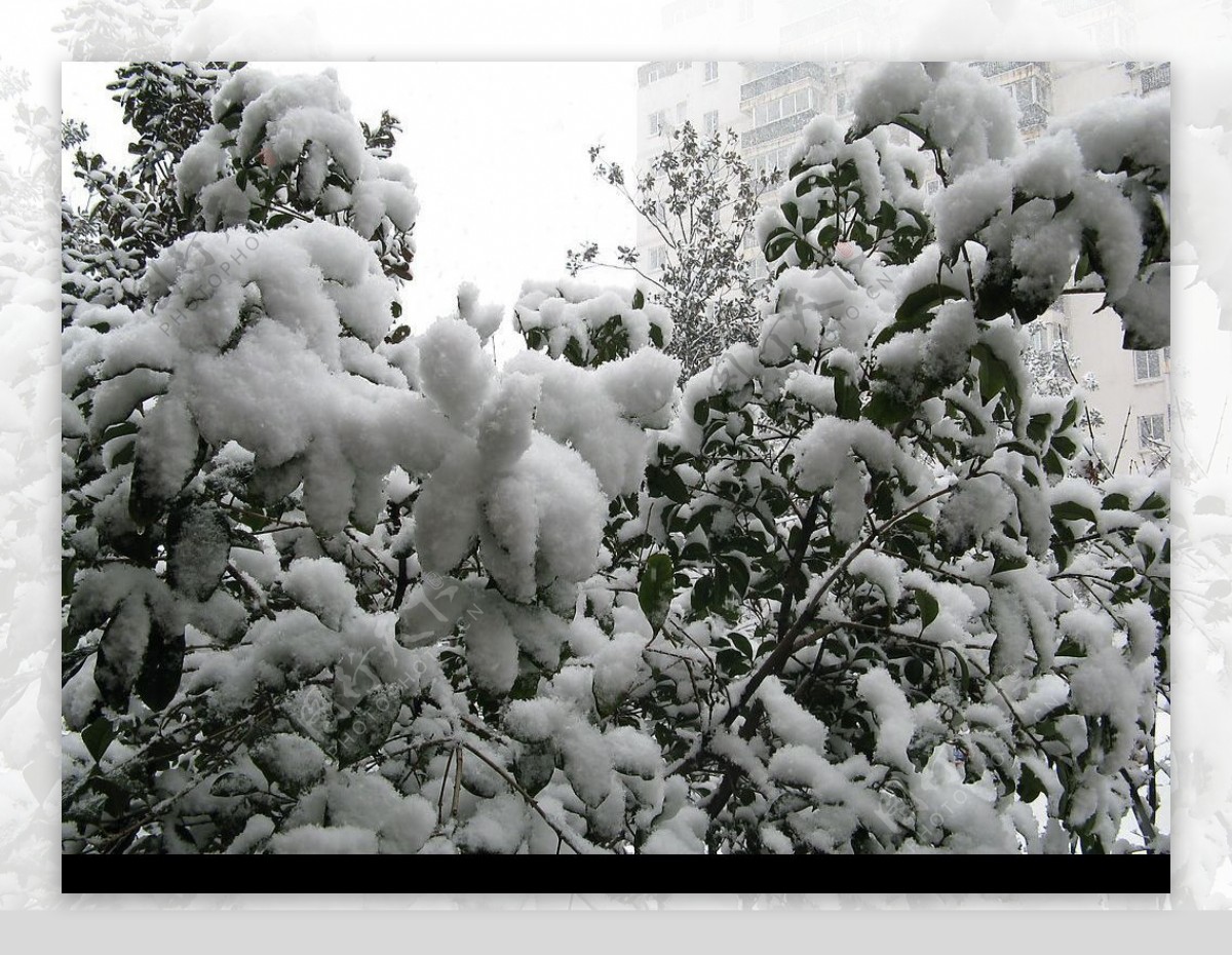 2008雪景图片