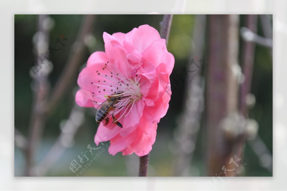 蜜蜂桃花图片