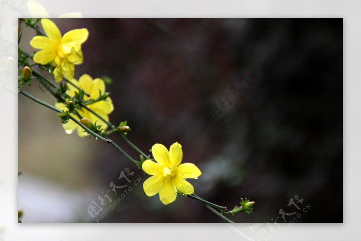 迎春花图片