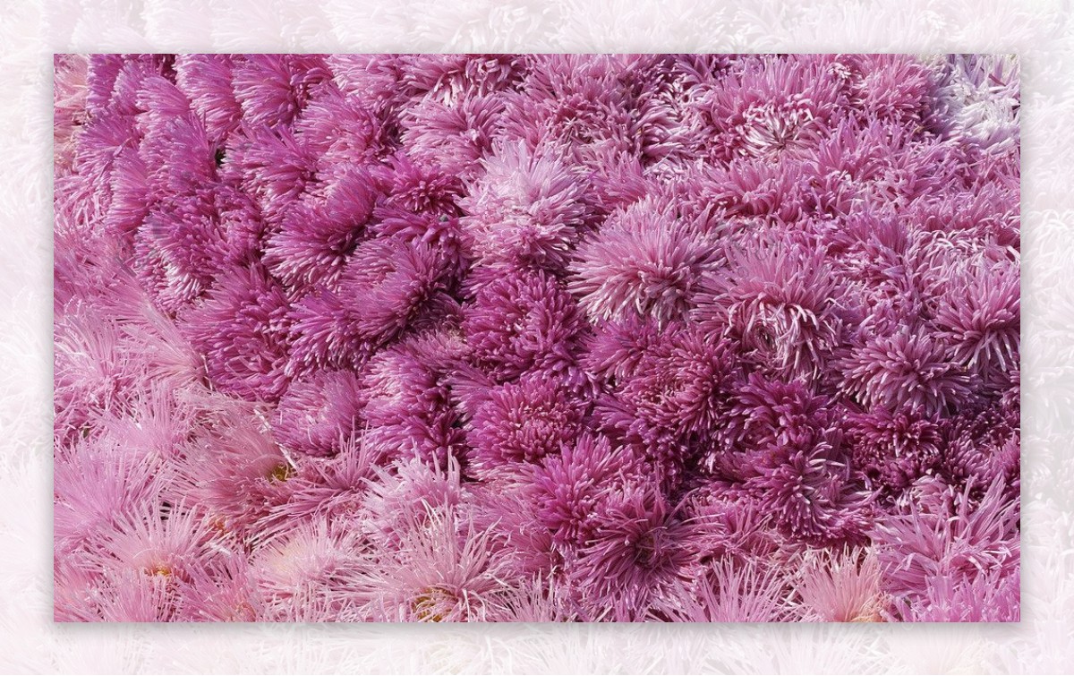 紫色菊花背景图片