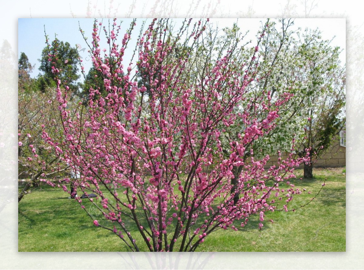 粉色樱花树图片