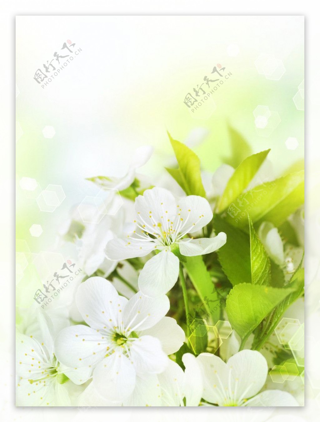 纯白樱花图片