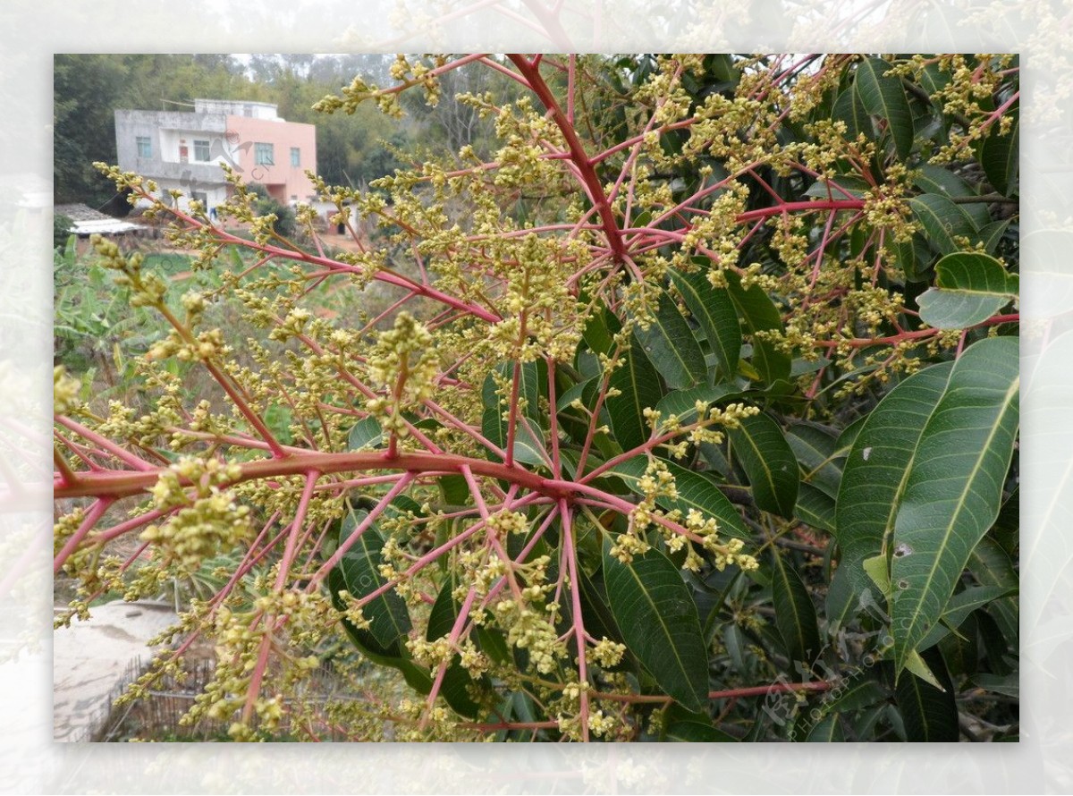 芒果花图片