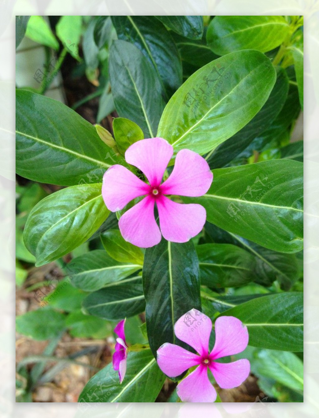 长春花叶子图片