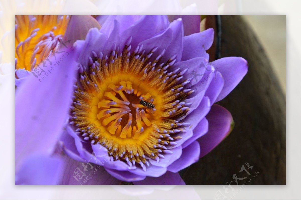 蜜蜂花莲花图片