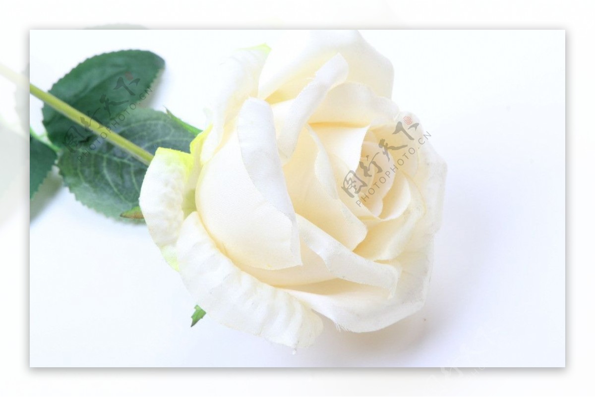 白色玫瑰静物摄影图片