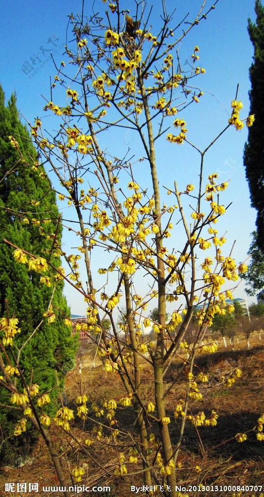 梅花图片