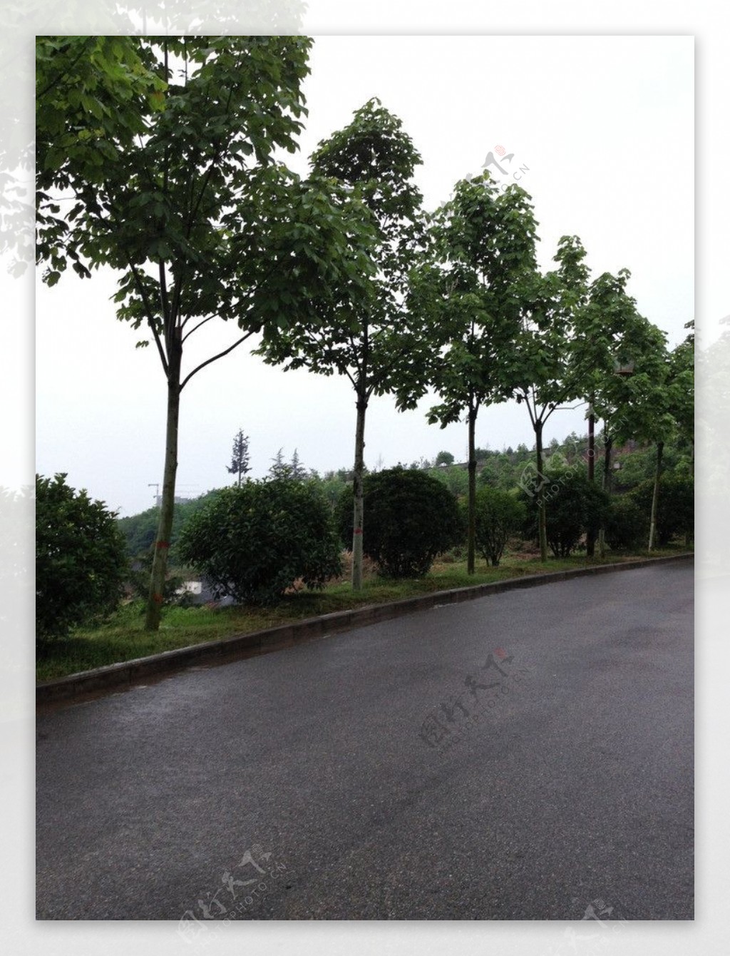 雨中的宝鸡图片