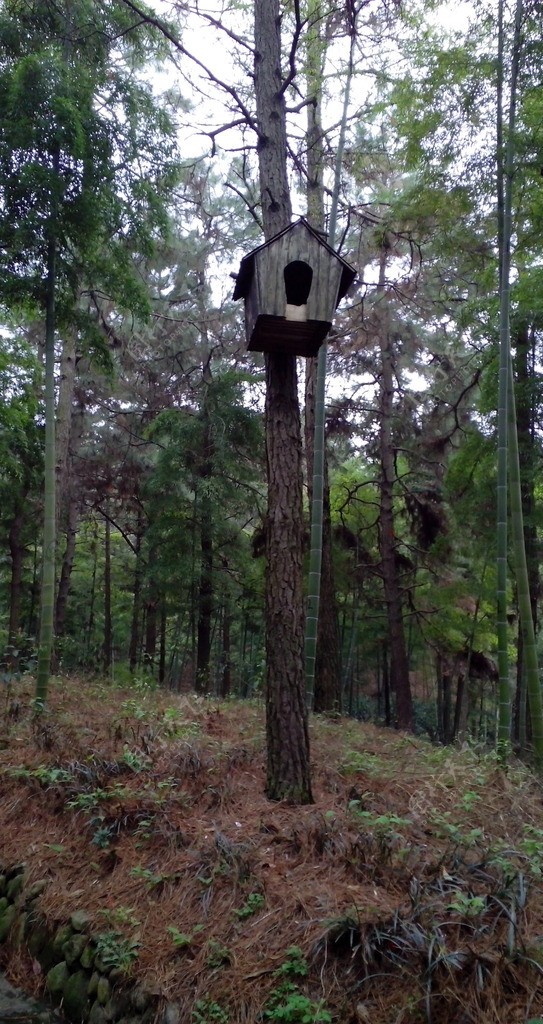 小树林里的鸟窝图片