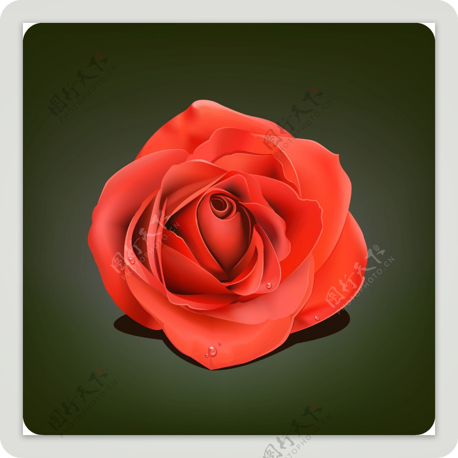 带水珠的大红玫瑰花矢量素材图片