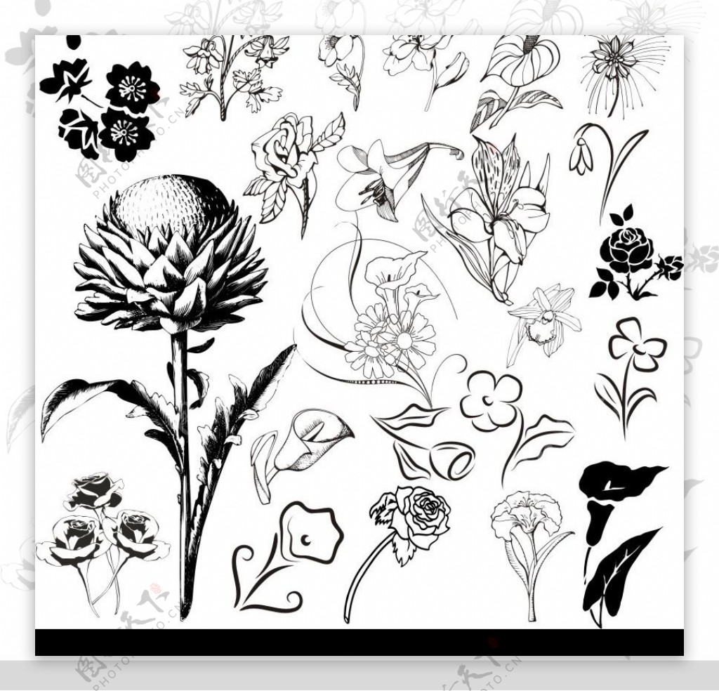 黑白花卉装饰矢量图图片