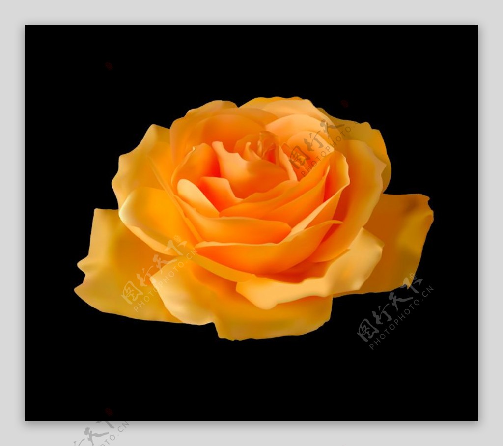 ai绘制逼真写实水珠黄玫瑰矢量素材图片