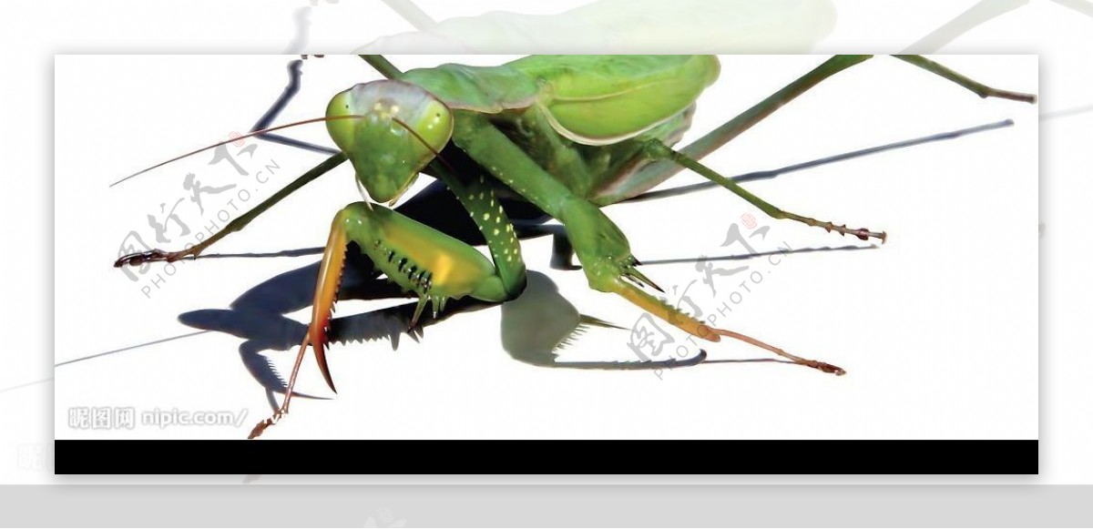 AI绘制的逼真螳螂图片