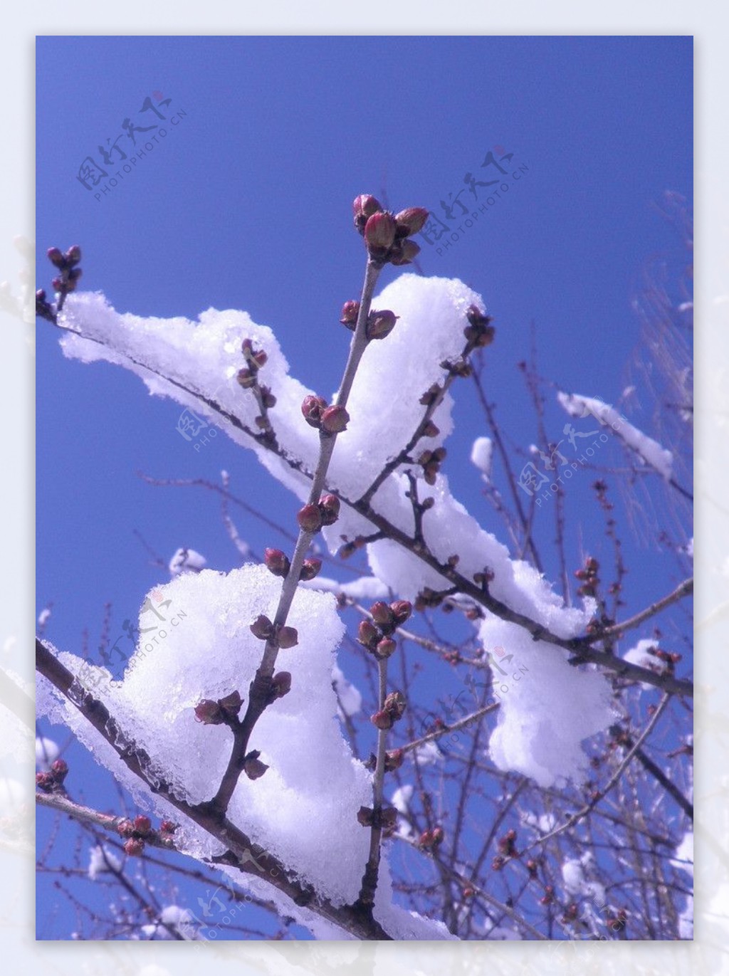 雪中花图片素材-编号15526453-图行天下