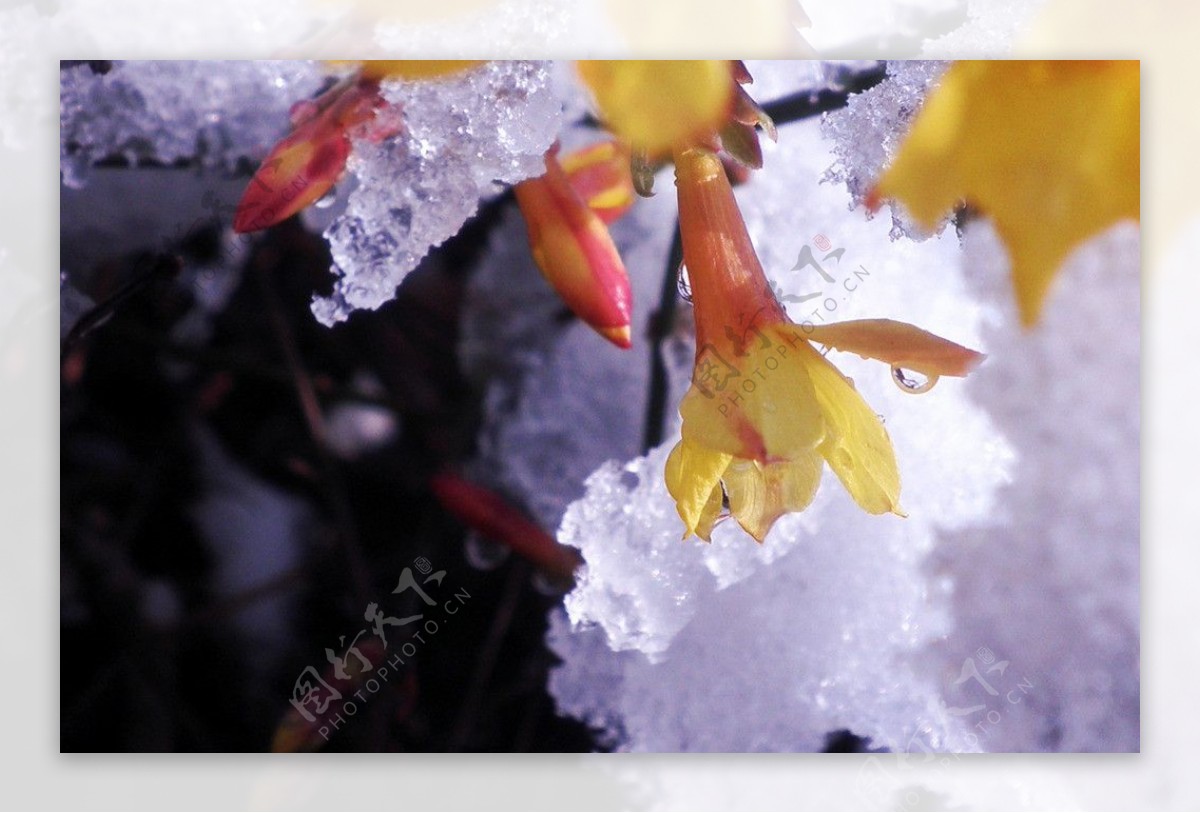 雪中花图片