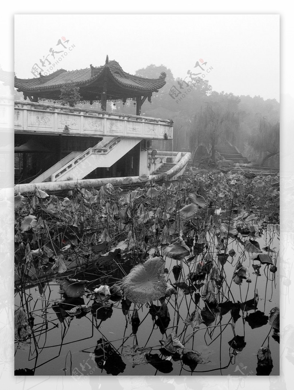 新都桂湖图片