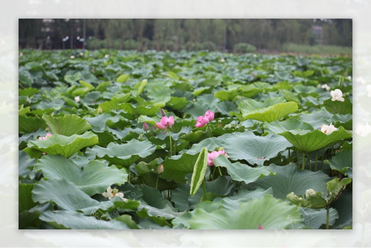 莲池荷花图片